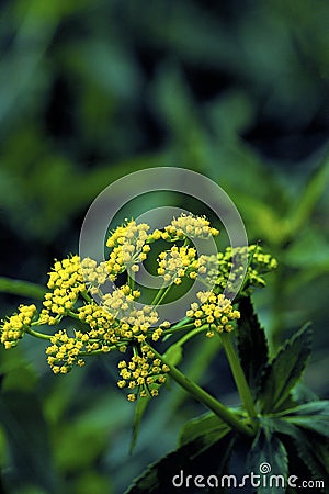 Golden Alexanders 37646 Stock Photo