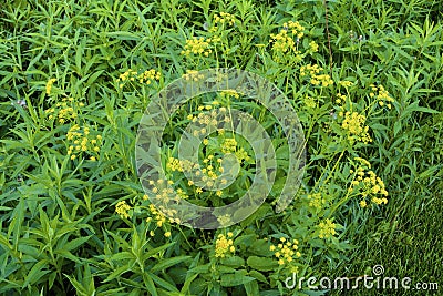 Golden Alexanders 845670 Stock Photo