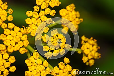 Golden Alexanders Zizia aurea Stock Photo