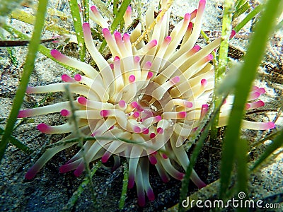 Golden anemone -Condylactis aurantiaca, sea anemone in to the Mediterranean sea Stock Photo