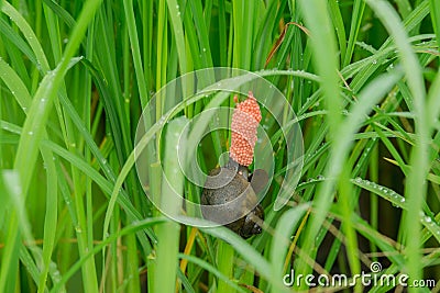 Golden Applesnail and eggs on green rice field. Enemies in rice fields Stock Photo