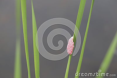 Golden applesnail spawn on the leaves on the edge of the swamp. Stock Photo