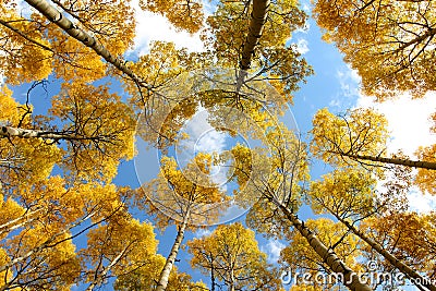 Golden Aspen Canopy Stock Photo