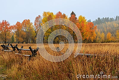 Golden aspen trees in Jackson Hole Stock Photo