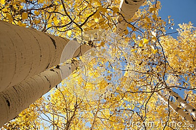 Golden Aspen Trees Stock Photo