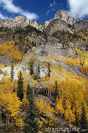 Golden Aspens Stock Photo