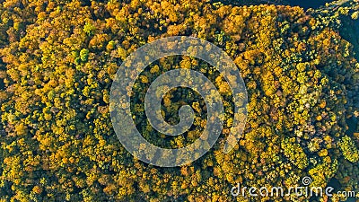 Golden autumn background, aerial drone view of beautiful forest landscape with yellow trees from above Stock Photo
