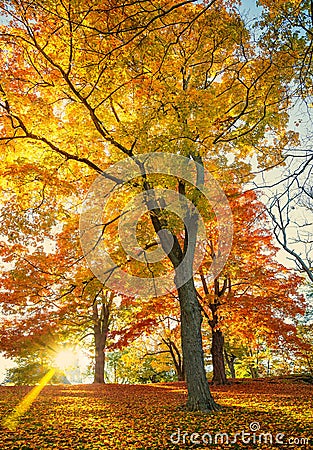 Golden autumn foliage trees at a park in New England Stock Photo