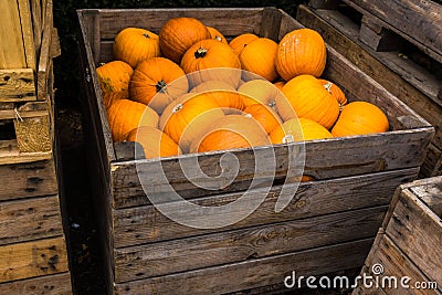 Halloween pumpkin wooden box full of pumpkins Stock Photo