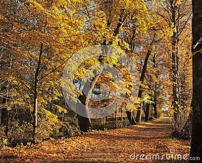 Golden autumn Stock Photo