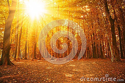 Golden autumn, abstract forest scenery with rays of warm light Stock Photo