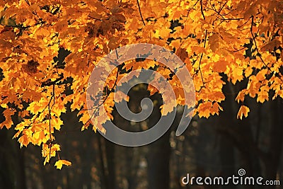 Golden autumn it is time fall leaves from beauty Stock Photo