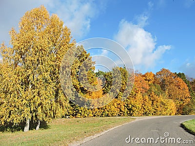 Golden autumn trees, Lithuania Stock Photo