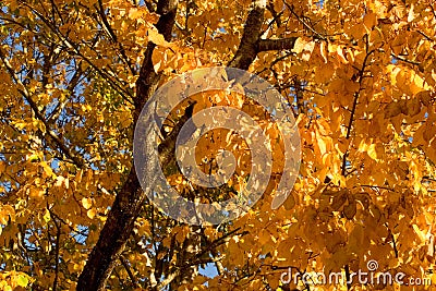 Golden Autumnal foliage Stock Photo