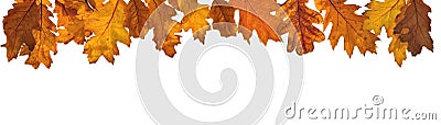 golden autumnal leaf of oak tree in panoramic view Stock Photo