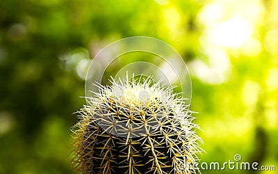 Golden ball cactus Stock Photo