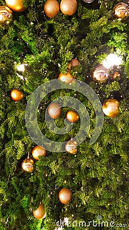 The golden ball on the Christmas tree Stock Photo