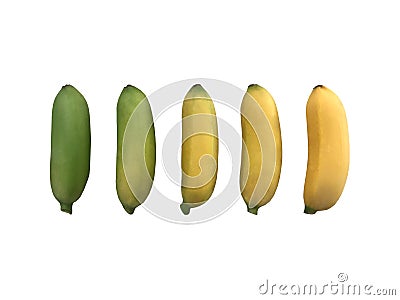 Golden banana growing step from raw green peel to ripe yellow peel. Stock Photo