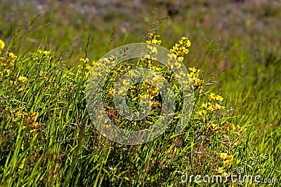 Golden Banner, Thermopsis divaricarpa Stock Photo