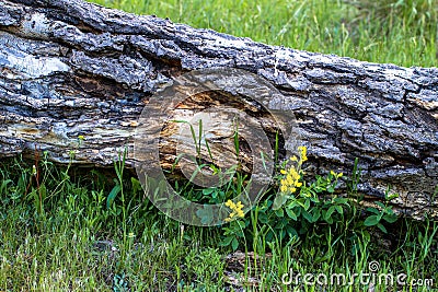 Golden Banner, Thermopsis divaricarpa Stock Photo