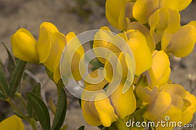 Golden Banner Yellow Wildflowers Detail In Late Afternoon Sunshine Stock Photo