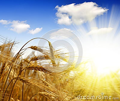 Golden barley Stock Photo