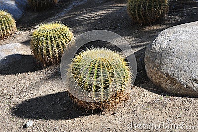 Golden barrel cactus Stock Photo