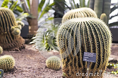 Golden Barrel Cactus Desert ecosystem Stock Photo