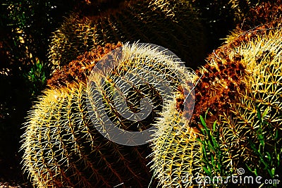 Golden barrel cactus ( Echinocactus grusonii ) i Stock Photo