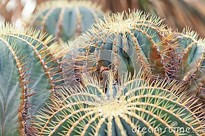 Golden Barrel Cactus, Echinocactus Grusonii Plant, closeup Stock Photo