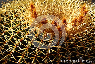 Golden Barrel Cactus with Flowers Stock Photo