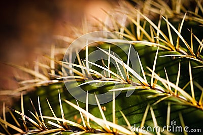 Golden Barrel Cactus Macro Stock Photo