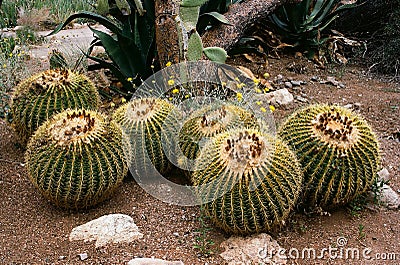 Golden Barrel Cactus Stock Photo