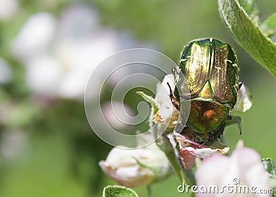 Golden beetle Stock Photo