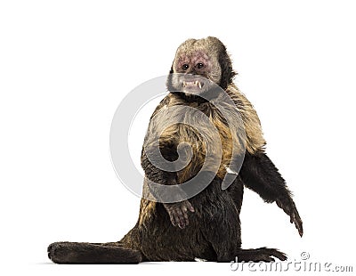 Golden-Bellied Capuchin, Sapajus xanthosternos Stock Photo