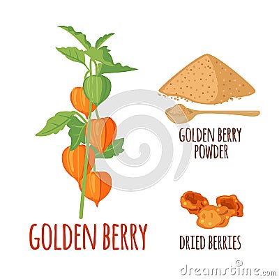 Golden Berry or Physalis vector icon in flat style isolated on white background Vector Illustration