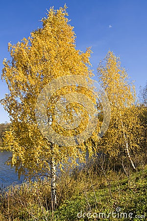 Golden birches near lake Stock Photo