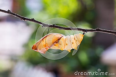Golden birdwing butterfly pupal case Stock Photo