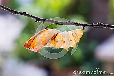 Golden birdwing butterfly pupal case Stock Photo