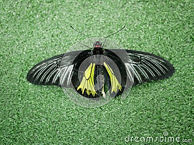 The Golden birdwing butterfly sits with its wings spread. Butterfly with large black and small yellow wings. Troides rhadamantus Stock Photo