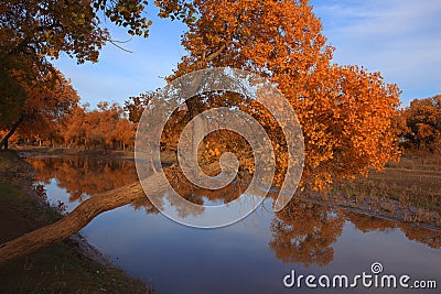 Golden black poplars in autumn Stock Photo