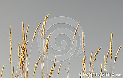 Golden blades of grass. Artistic photo Stock Photo