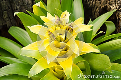 Golden bromeliads Stock Photo