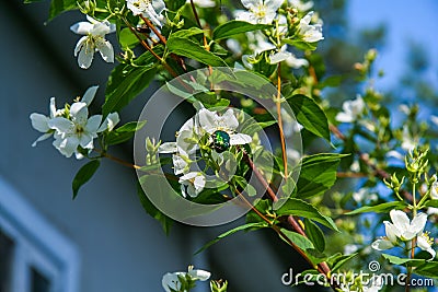 Golden bronze eats flowers of apple Stock Photo