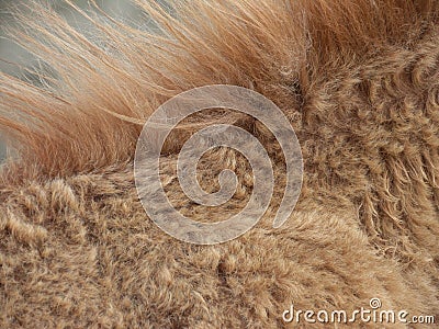 Golden brown animal mane Stock Photo