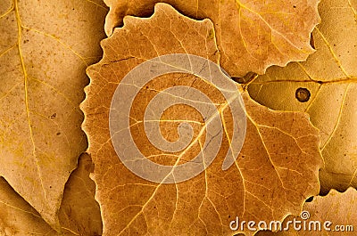 Golden brown autumn leaves Stock Photo