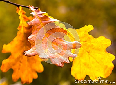 Golden brown autumn oak leaves closeup delicate dried autumnal design base Stock Photo