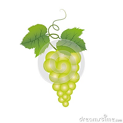 Grapes and leaves Vector Illustration