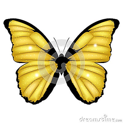 Golden Butterfly. Vector illustration of shining exotic butterfly isolated on white background. Morpho menelaus Vector Illustration