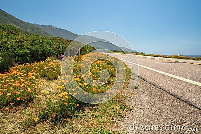 Golden California Poppies flowers on the side of scenic route Stock Photo